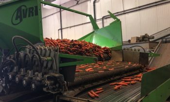 Zuerst werden die Karotten geschrubbt und gewaschen (Bild: Vega).