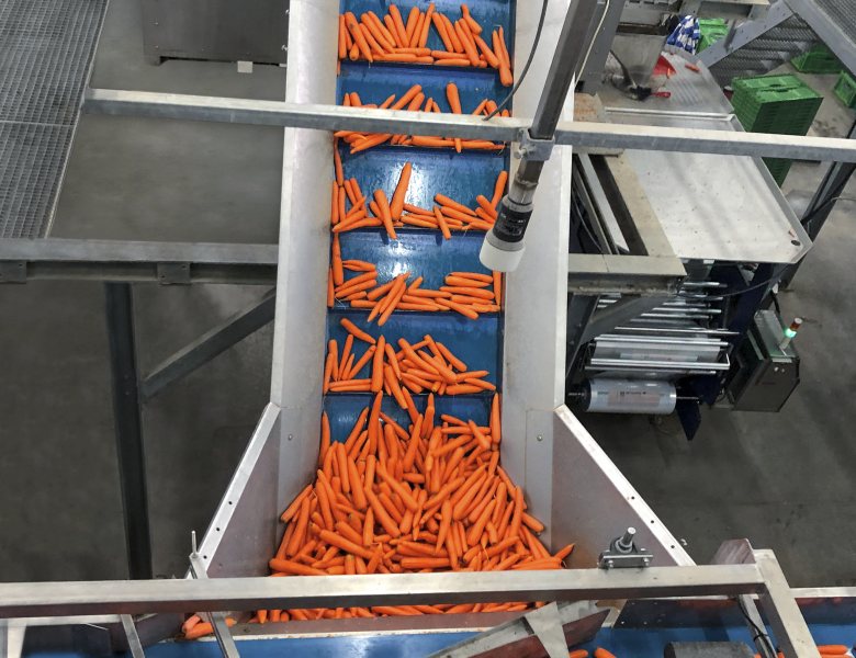 Nach dem Waschen werden die Karotten nach Größe und Qualität sortiert. Hier überwacht der Radarsensor die Füllstände in den verschiedenen Bereichen (Bild: Vega).