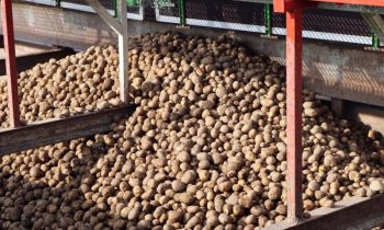 Rund 800 Landwirte bringen ihre Kartoffelernte zum Unternehmen Lyckeby Starch. Aus den Kartoffeln wird nicht nur Stärke, sondern auch wertvolles Protein gewonnen (Bild: Flottweg).