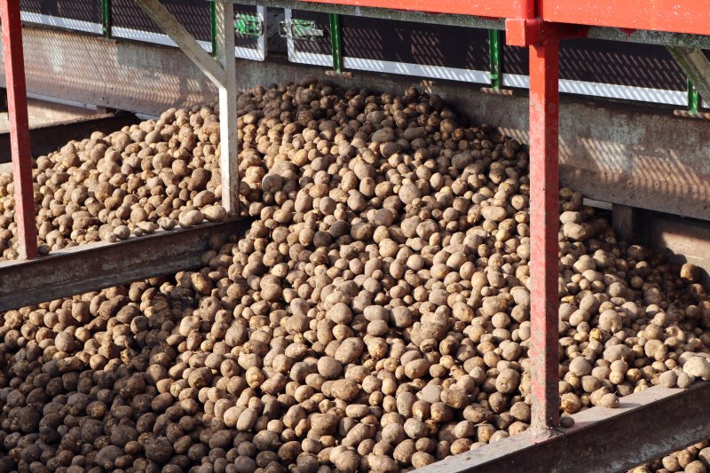 Rund 800 Landwirte bringen ihre Kartoffelernte zum Unternehmen Lyckeby Starch. Aus den Kartoffeln wird nicht nur Stärke, sondern auch wertvolles Protein gewonnen (Bild: Flottweg).