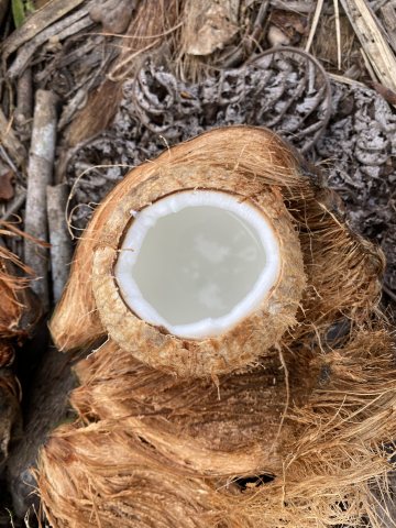 Das zertifizierte Kokosöl bietet eine lückenlose Rückverfolgbarkeit sowie Fairtrade- und EU-Bio-Zertifizierung (Bild: Coop).