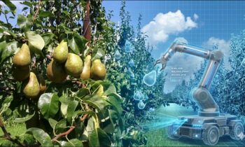 So könnte der Einsatz von Robotern im Obstbau aussehen (Bild: Proefcentrum fruitteelt vzw/computergeneriert).